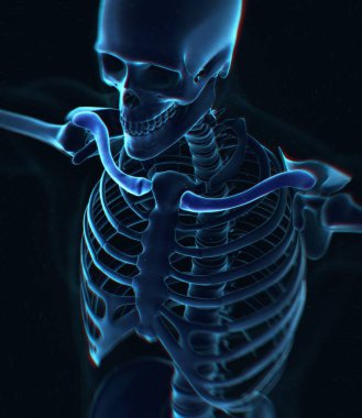 İnsan yaka kemik anatomi modeli