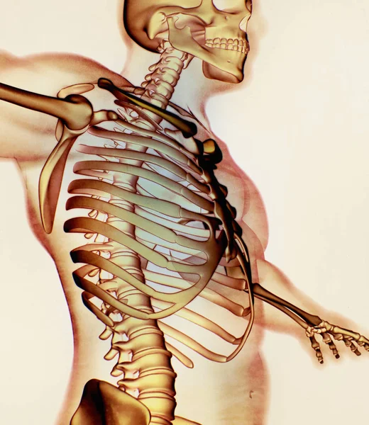 Anatomisches Modell menschlicher Kragenknochen — Stockfoto