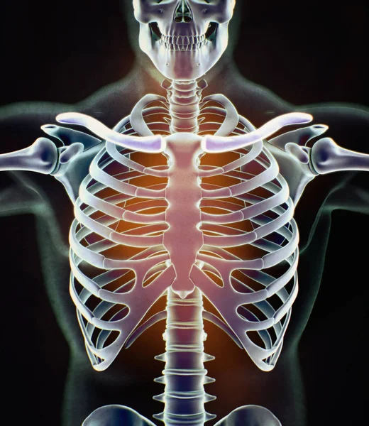 Modèle d'anatomie des clavicules humaines — Photo