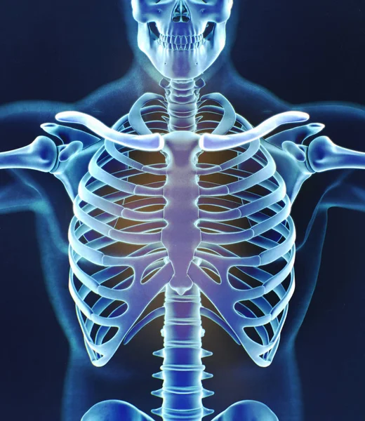 Μοντέλο ανατομίας οστά ανθρώπου κολάρο — Φωτογραφία Αρχείου