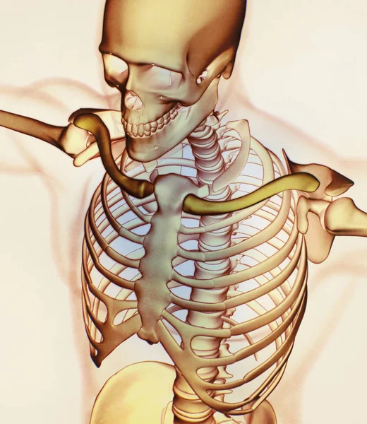 Anatomisches Modell menschlicher Kragenknochen — Stockfoto