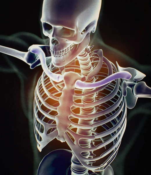 Modèle d'anatomie des clavicules humaines — Photo