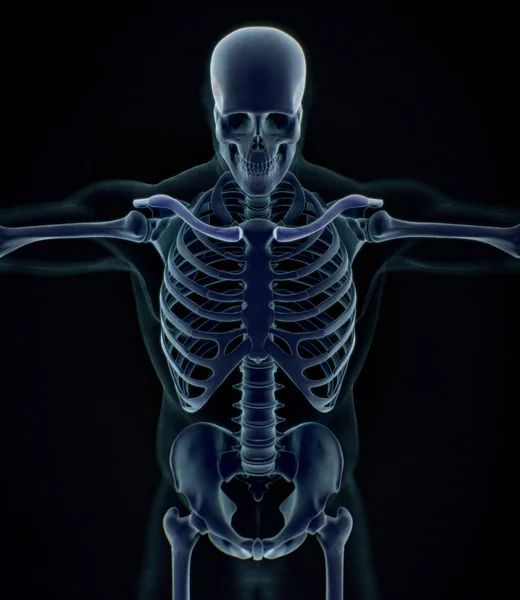 Menselijke kraag botten anatomie model — Stockfoto