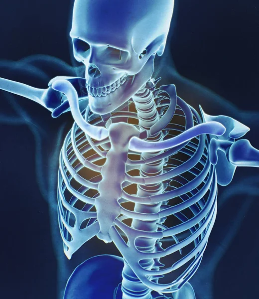 Модель анатомії кісток комірця людини — стокове фото