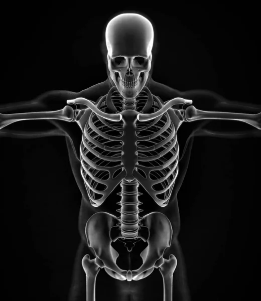 Human collar bones anatomy model — Stock Photo, Image