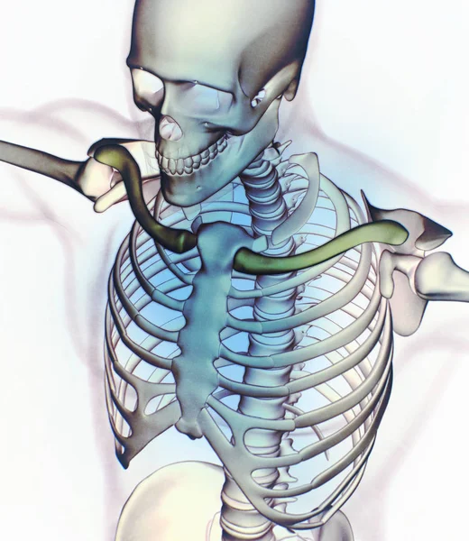 Анатомия ключиц человека — стоковое фото