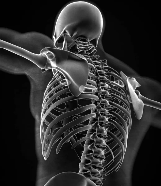 Menselijke kraag botten anatomie model — Stockfoto