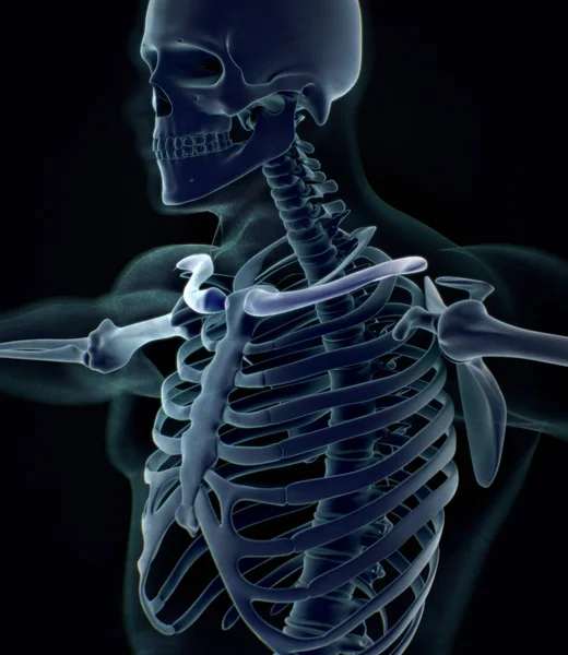 Menselijke kraag botten anatomie model — Stockfoto