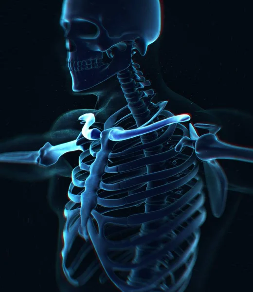 Modèle d'anatomie des clavicules humaines — Photo