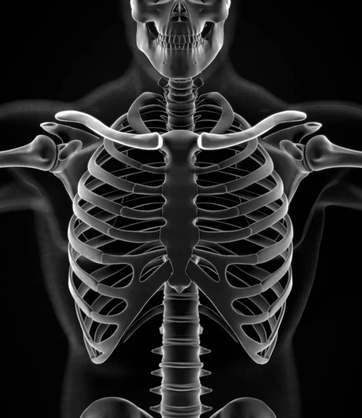 Modèle d'anatomie des clavicules humaines — Photo