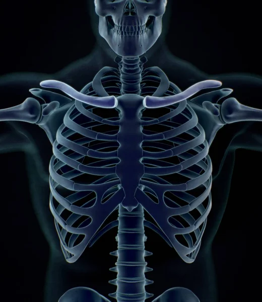 Menselijke kraag botten anatomie model — Stockfoto