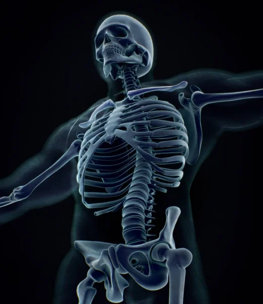 Human collar bones anatomy model Stock Photo by ©AnatomyInsider 146519817