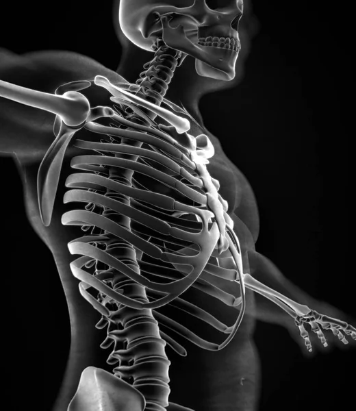 Menselijke kraag botten anatomie model — Stockfoto