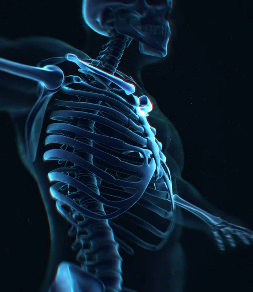 Модель анатомії кісток комірця людини — стокове фото