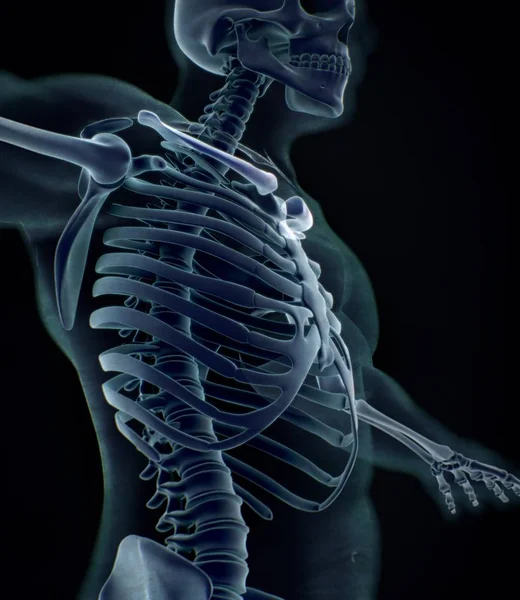 Menselijke kraag botten anatomie model — Stockfoto