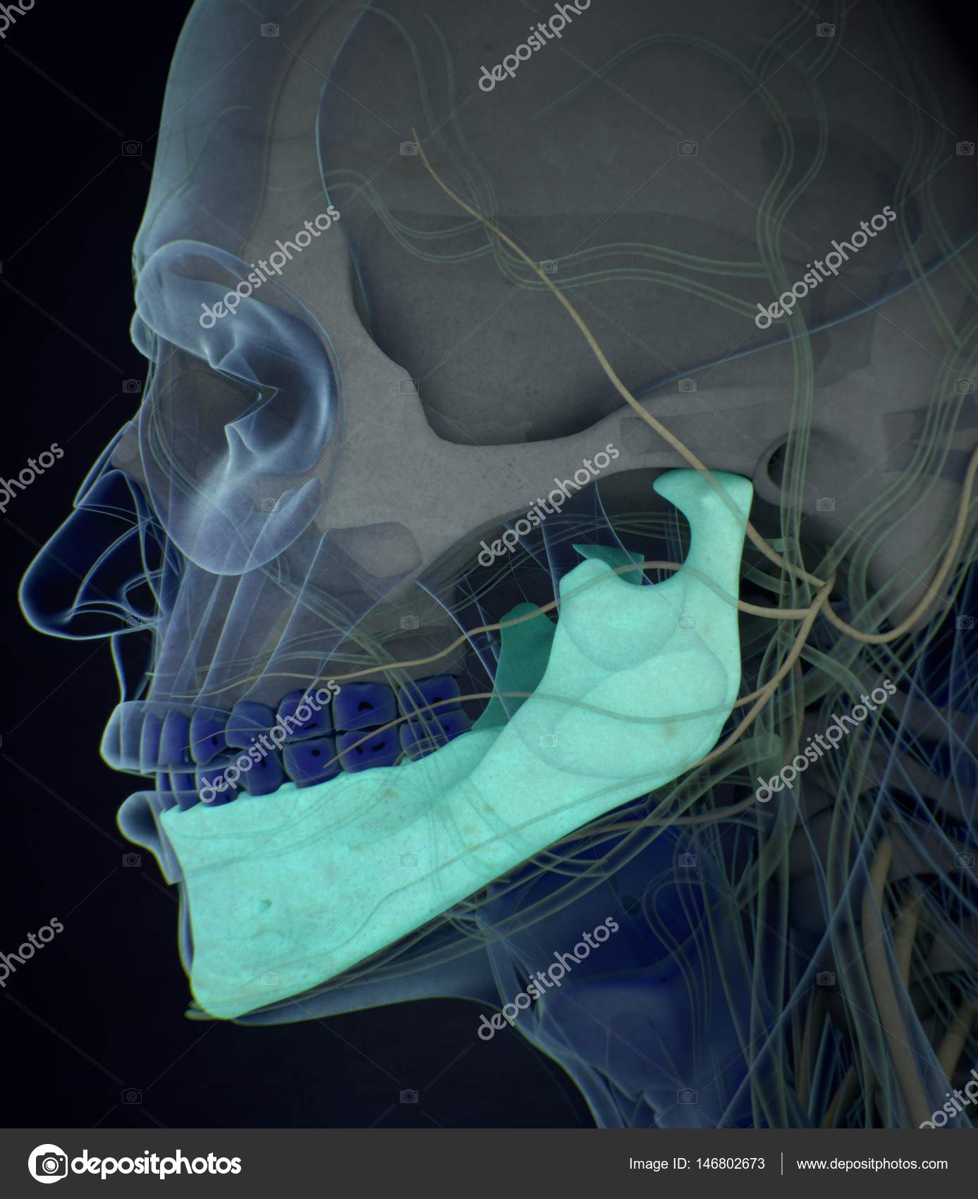 Human jaw anatomy model Stock Photo by ©AnatomyInsider 146802673 Biology Diagrams