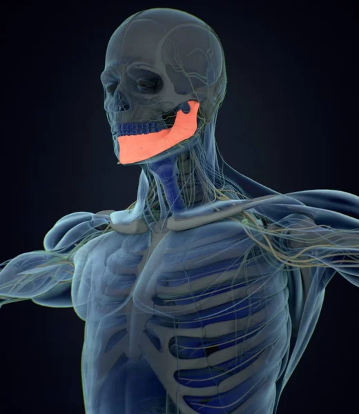 Human jaw anatomy model