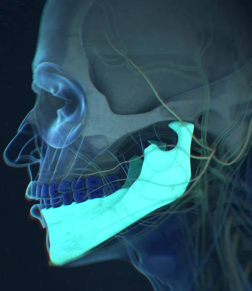 Modello anatomico della mandibola umana — Foto Stock