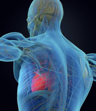 İnsan kalbi anatomisi modeli