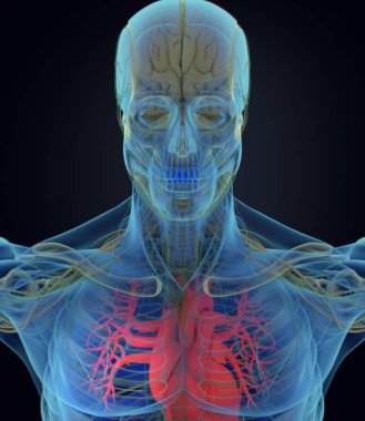 İnsan kalbi anatomisi modeli