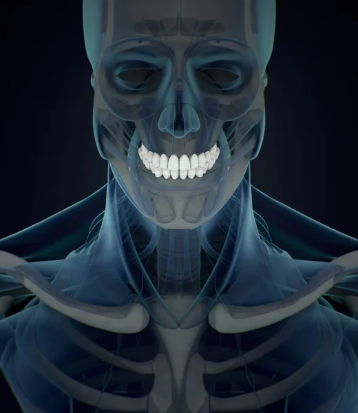 Modello anatomico dei denti umani — Foto Stock