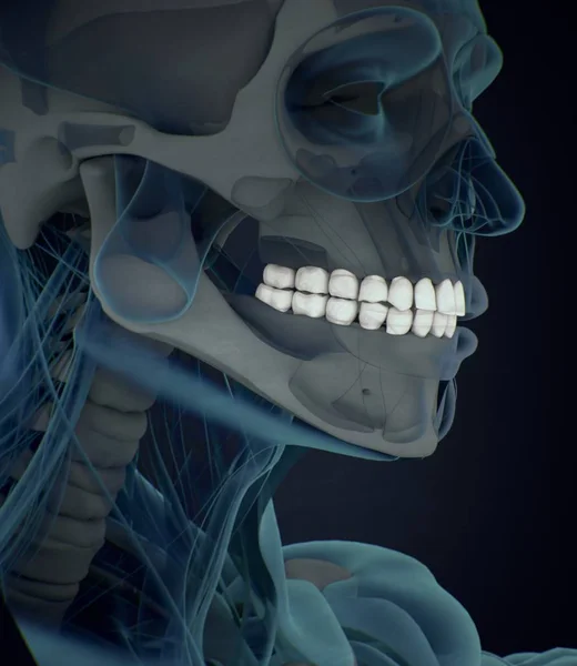 Ανθρώπινα δόντια μοντέλο ανατομίας — Φωτογραφία Αρχείου