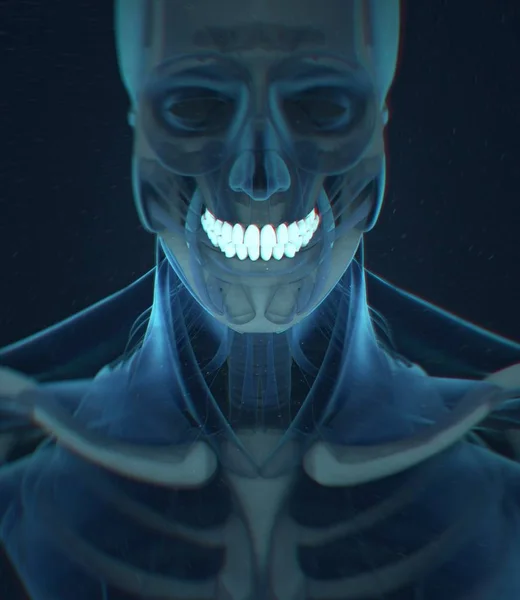 Modelo de anatomia dos dentes humanos — Fotografia de Stock