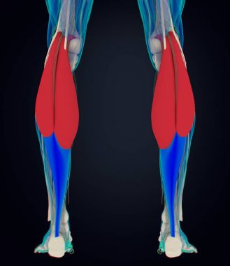 Gastroknemius kas anatomisi modeli