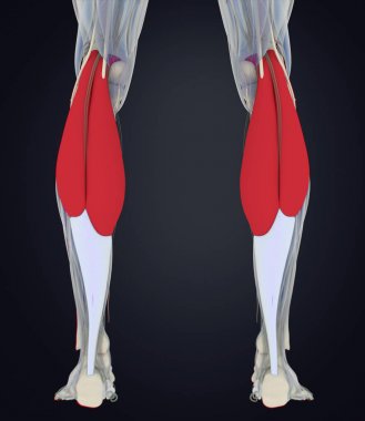 Gastroknemius kas anatomisi modeli