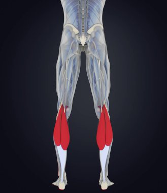 Gastroknemius kas anatomisi modeli