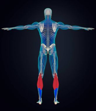 Gastroknemius kas anatomisi modeli