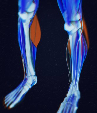Gastroknemius kas anatomisi modeli