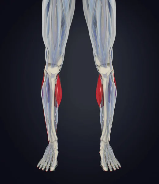 Gastrocnemius muscles anatomy model — Stock Photo, Image