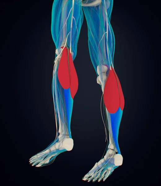 Gastrocnemius muscles anatomy model — Stock Photo, Image