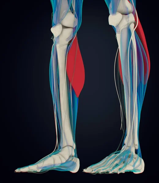 Γαστροκνήμιο μυς ανατομία μοντέλο — Φωτογραφία Αρχείου