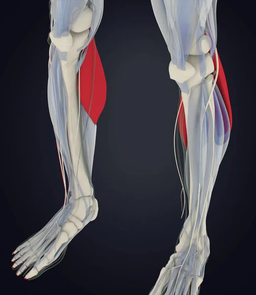 Modelo de anatomía de los músculos gastrocnemios —  Fotos de Stock