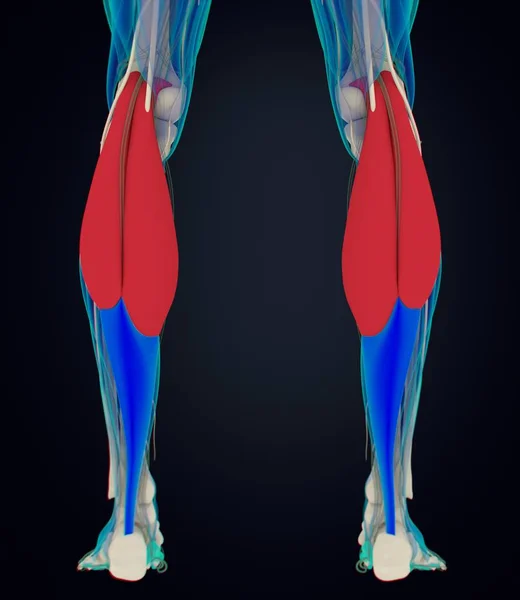 Modelo de anatomía de los músculos gastrocnemios — Foto de Stock