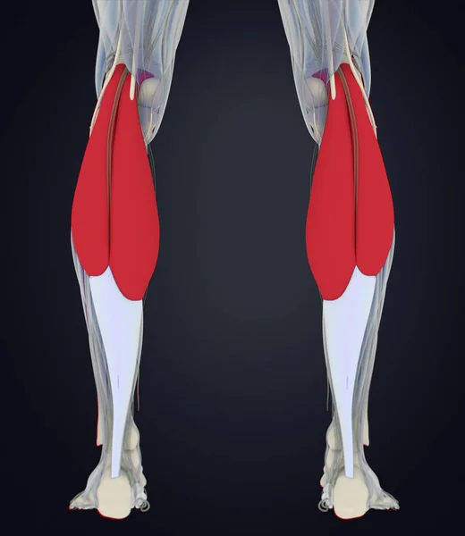 Gastrocnemius muscles anatomy model — Stock Photo, Image