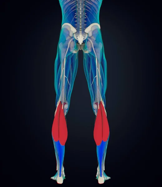 Modelo de anatomia dos músculos gastrocnêmicos — Fotografia de Stock