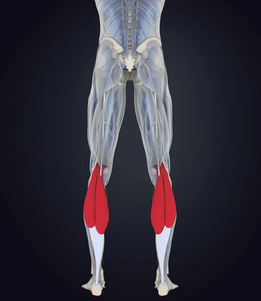 Modelo de anatomía de los músculos gastrocnemios — Foto de Stock