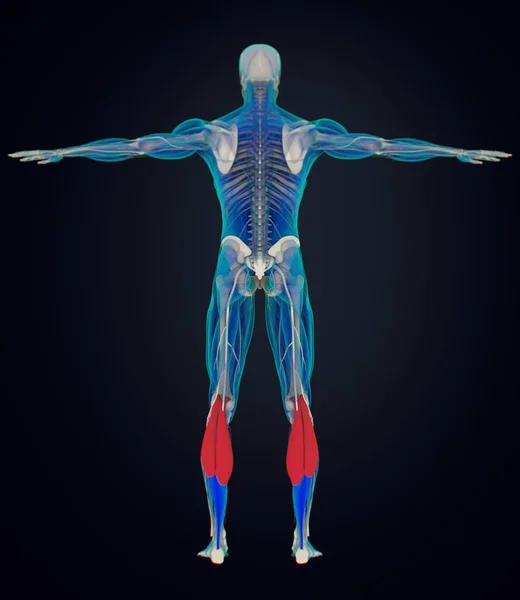 Γαστροκνήμιο μυς ανατομία μοντέλο — Φωτογραφία Αρχείου