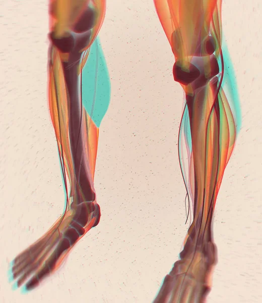 腓腹筋筋肉解剖モデル — ストック写真