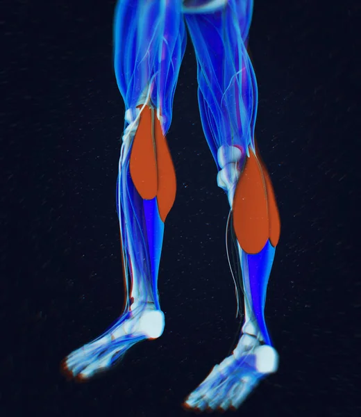Modelo de anatomía de los músculos gastrocnemios — Foto de Stock