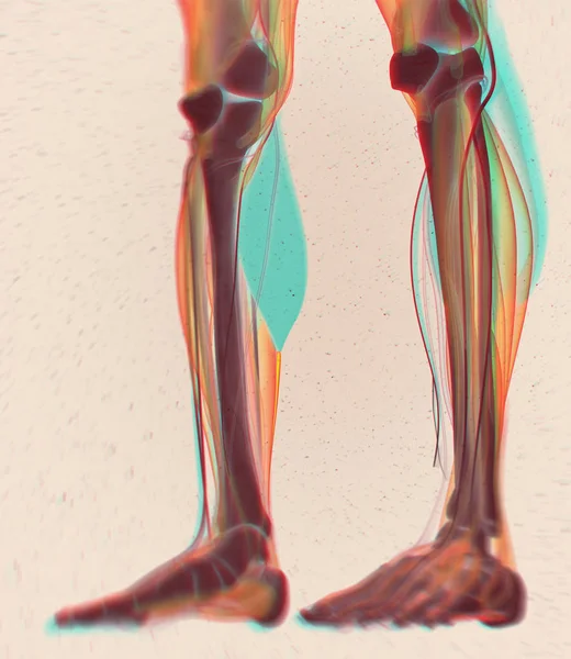 Modelu anatomii mięśni łydki — Zdjęcie stockowe