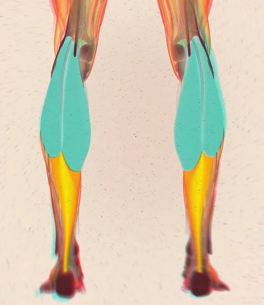 腓肠肌肌肉解剖模型 — 图库照片