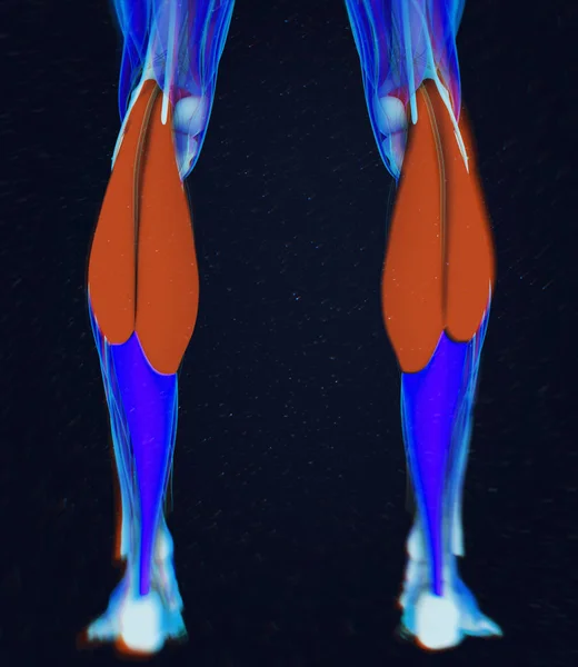 Анатомическая модель мышц гастронемия — стоковое фото