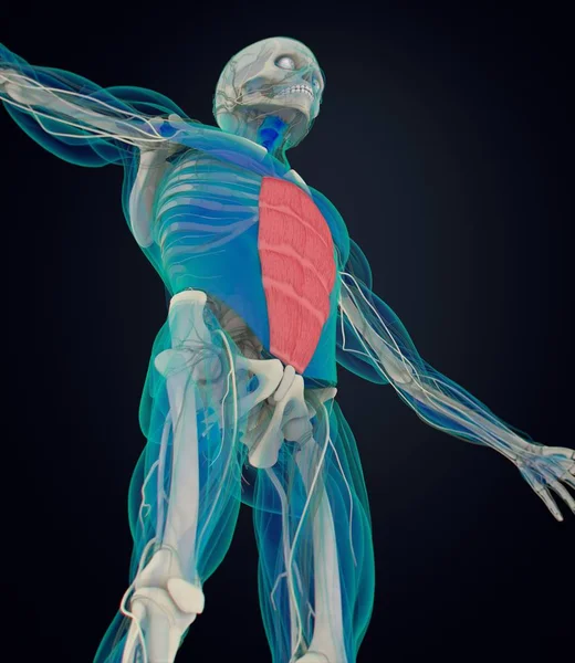 Анатомическая модель прямоходящего человека — стоковое фото