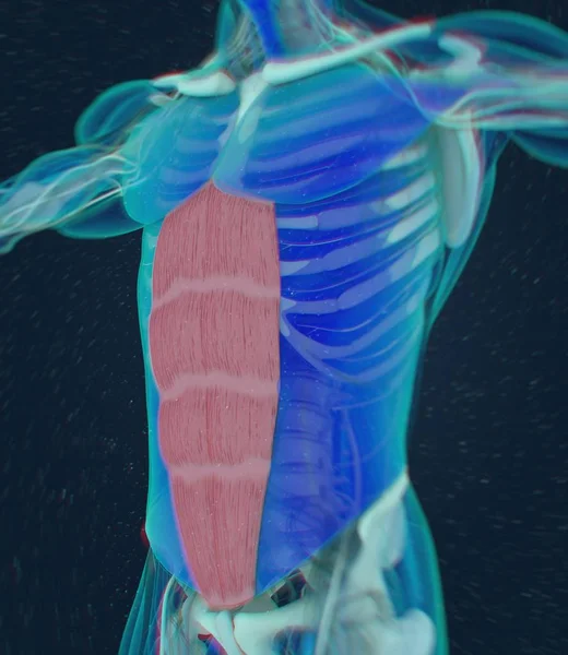 人类的腹直肌解剖模型 — 图库照片