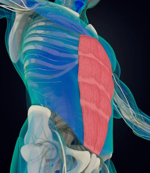 人間の腹直筋の解剖モデル — ストック写真