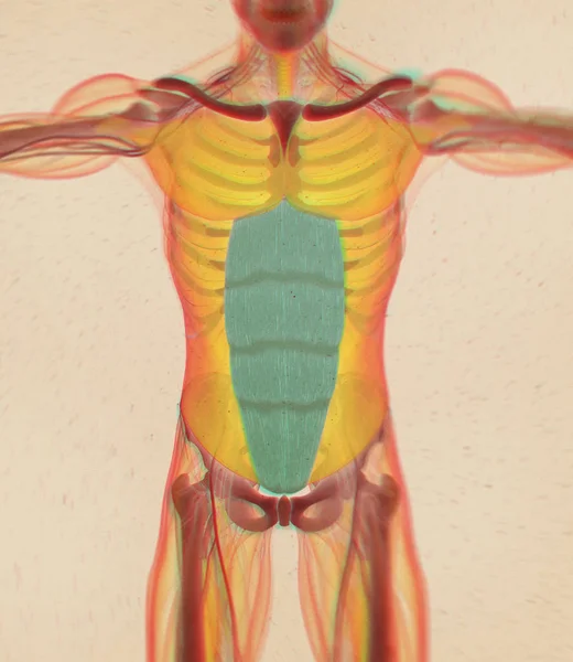 Emberi Egyenes hasizom anatómiai modell — Stock Fotó